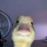 duckygoldy